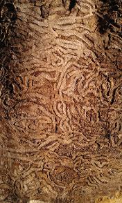 Emerald Ash Borer tunnels